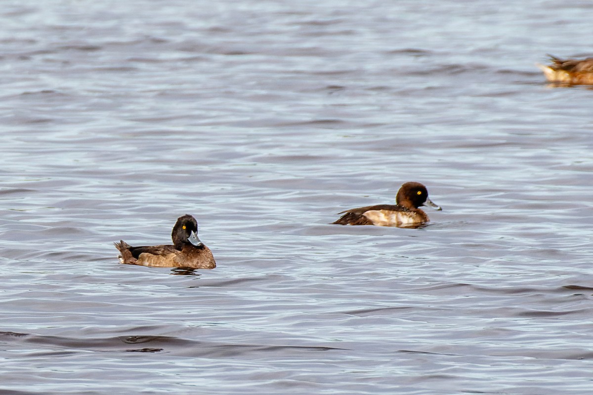 Tufted Duck - Carles Serrano