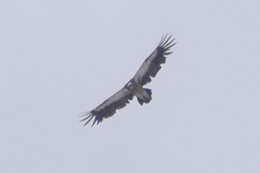 Himalayan Griffon - ML610282230