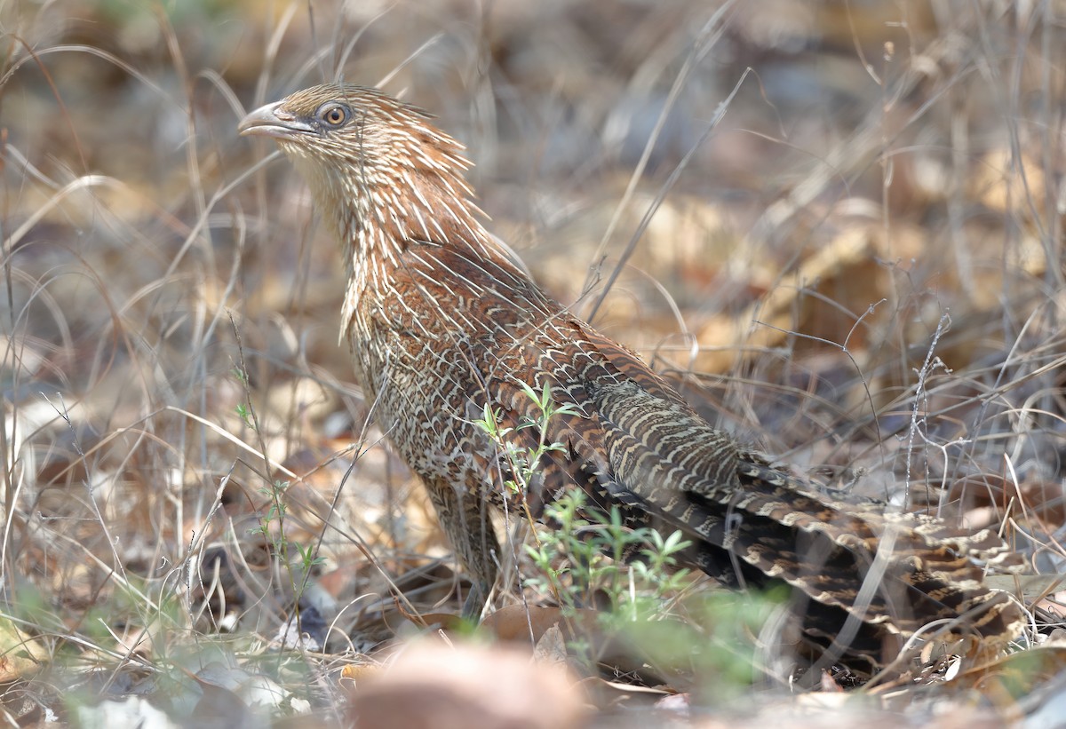 Pheasant Coucal - ML610282352