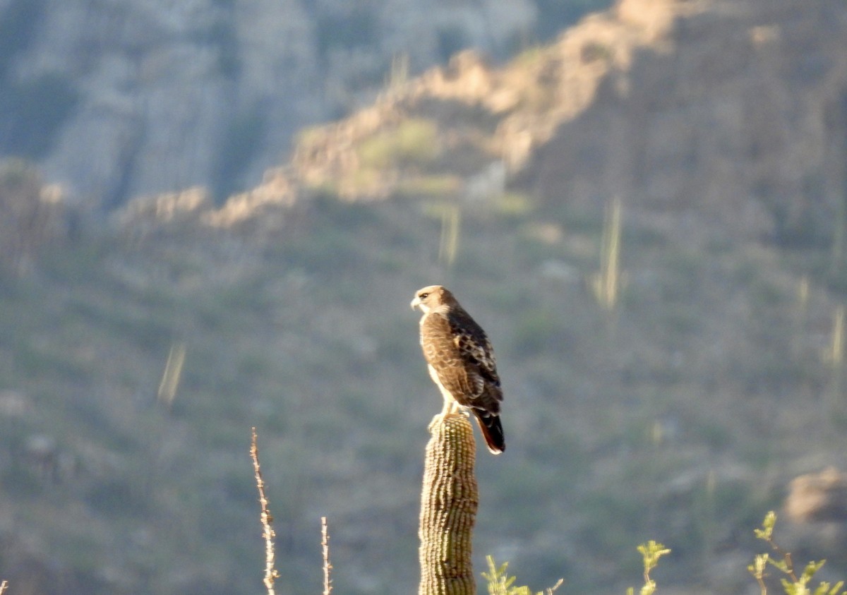 Red-tailed Hawk - ML610282382