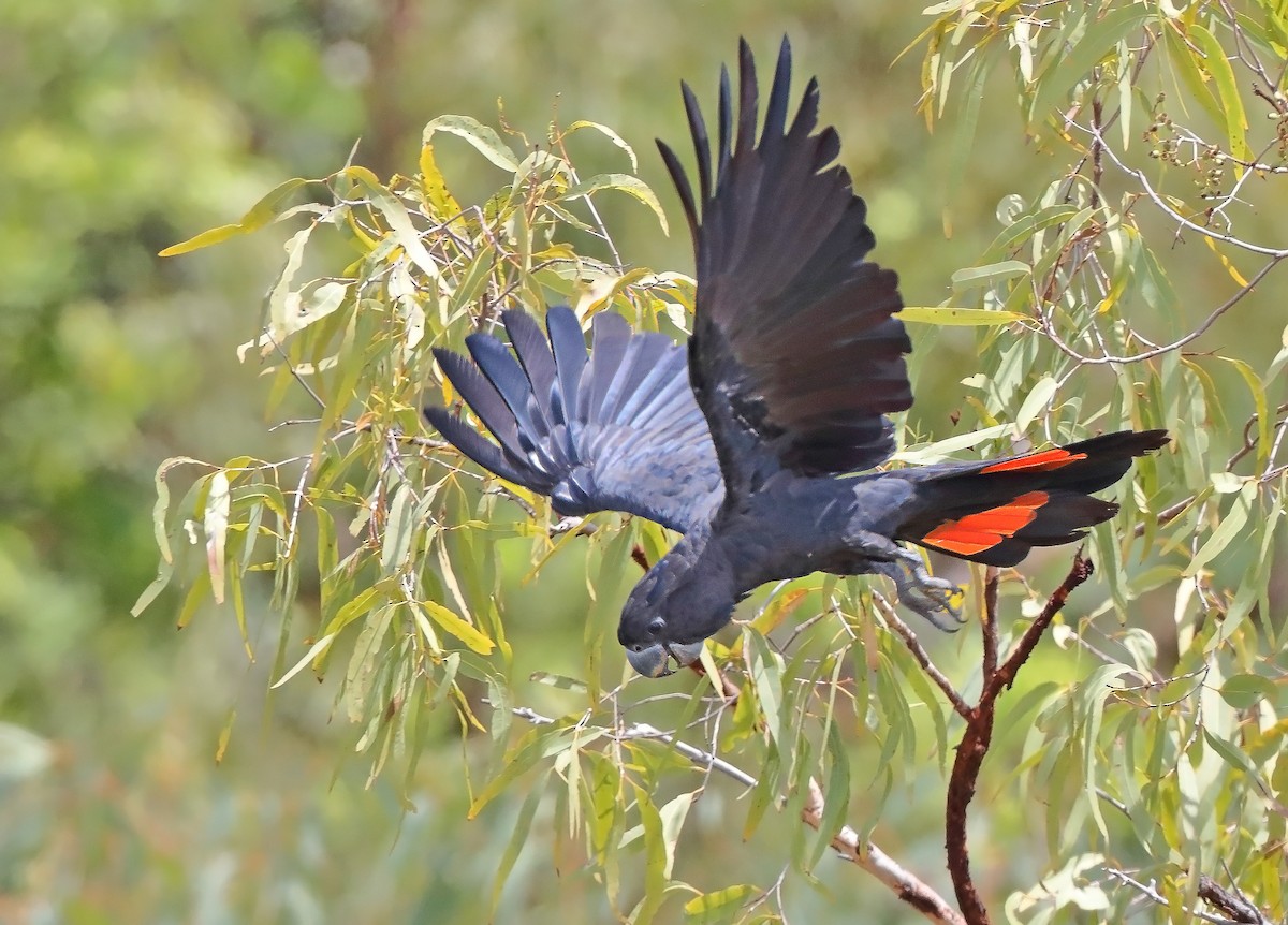 Red-tailed Black-Cockatoo - ML610282393