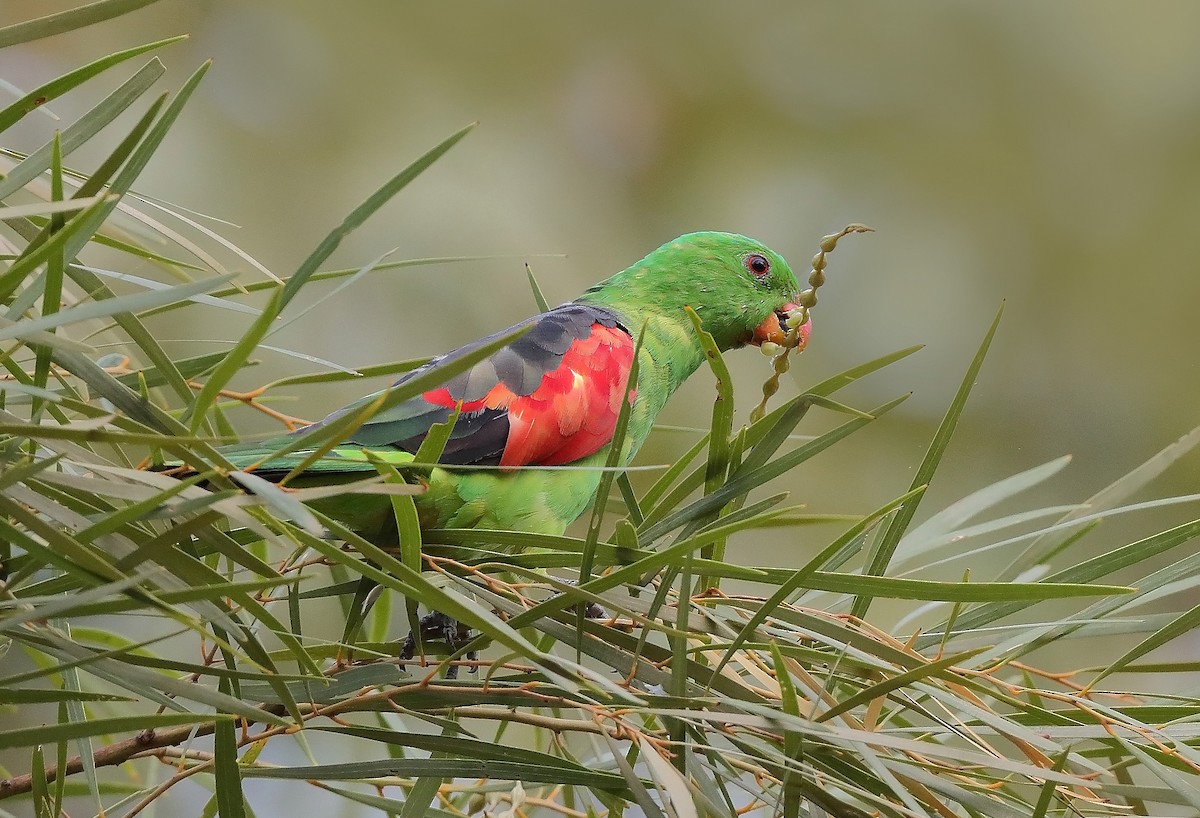 Red-winged Parrot - ML610282394