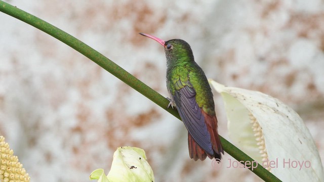 Kızıl Kuyruklu Kolibri [tzacatl grubu] - ML610282407