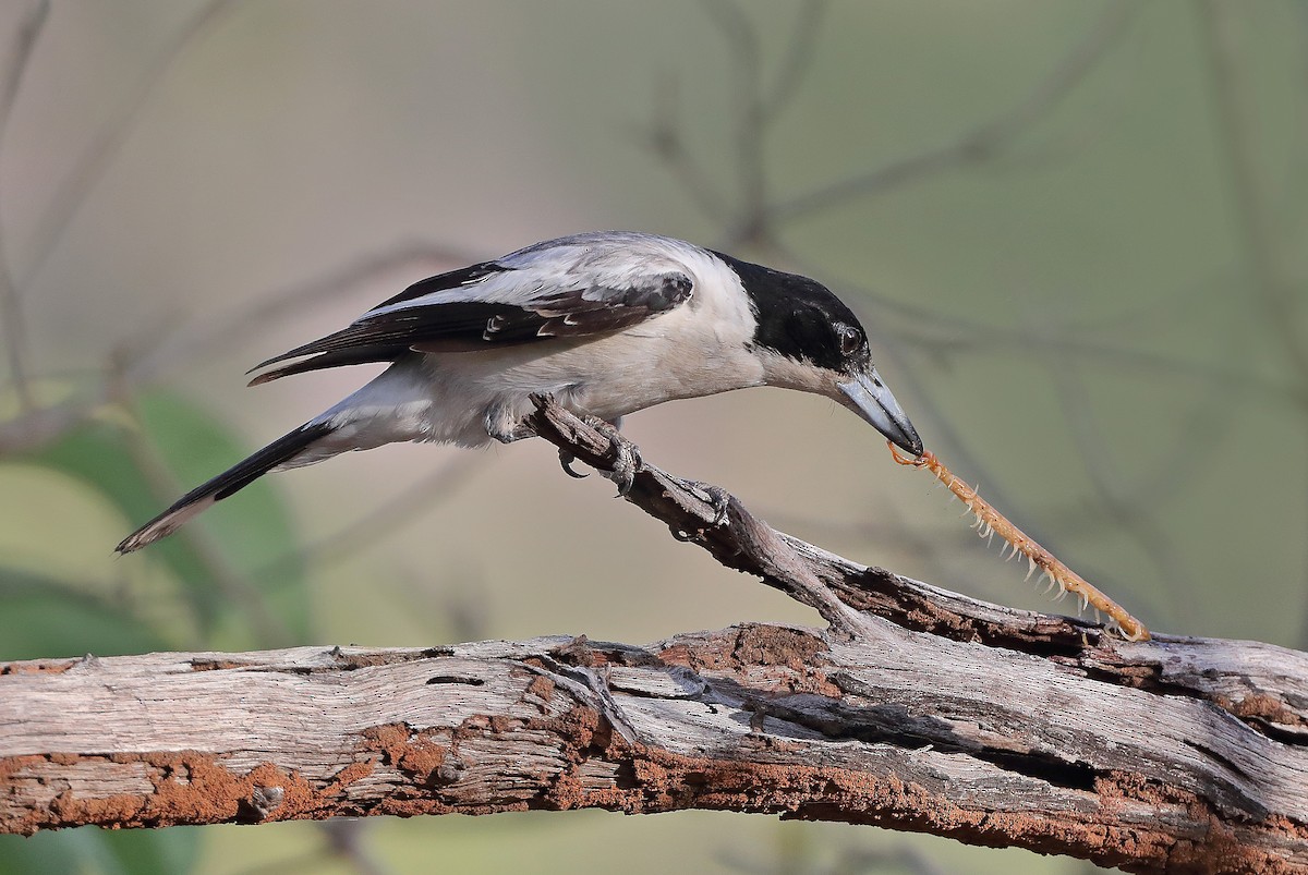 Silver-backed Butcherbird - ML610282427