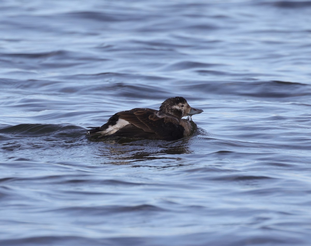 Long-tailed Duck - Paul Wheatland