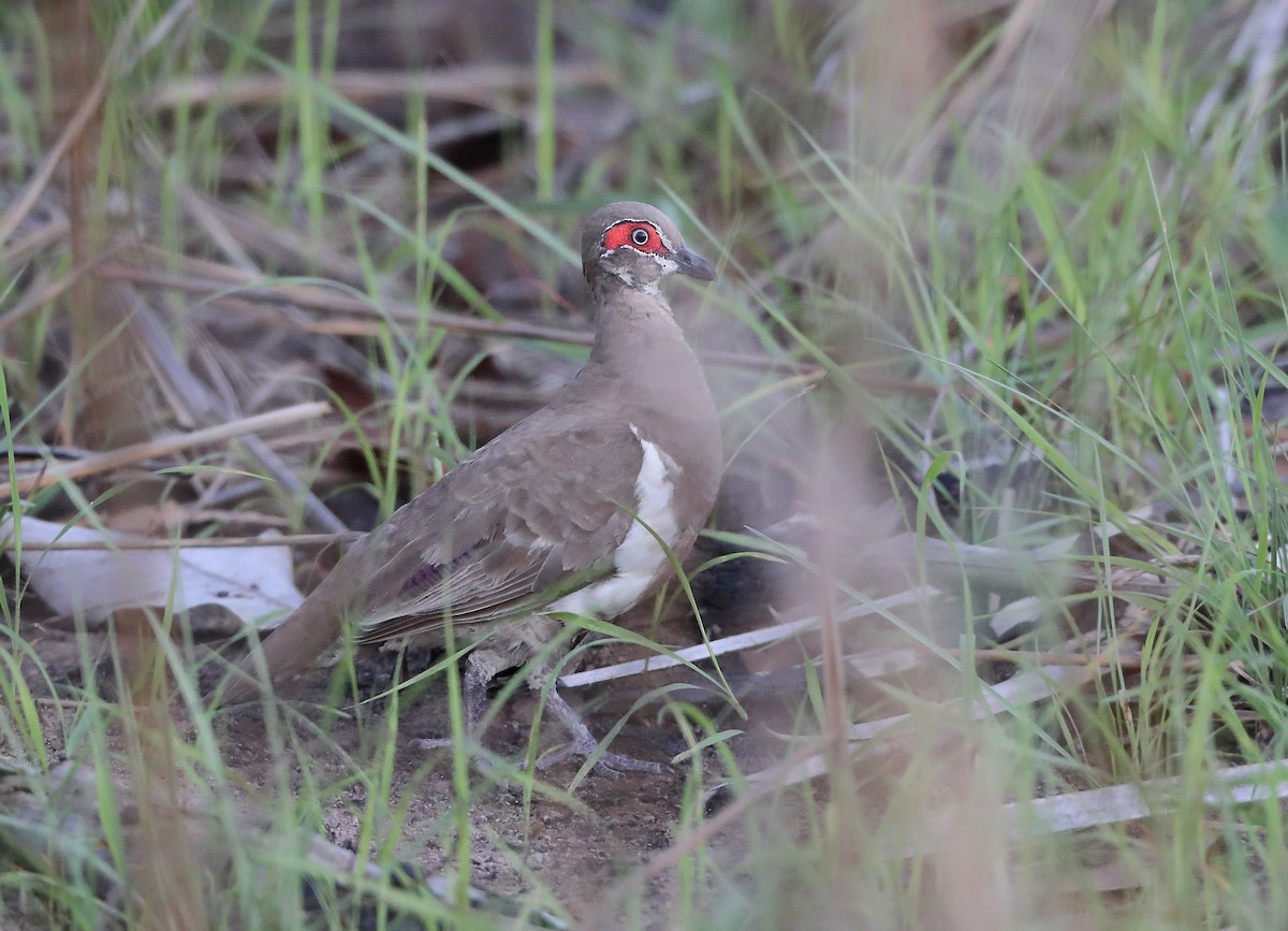 Partridge Pigeon - ML610282619