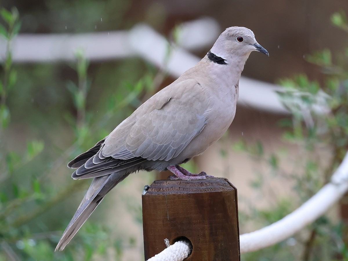Eurasian Collared-Dove - ML610282620