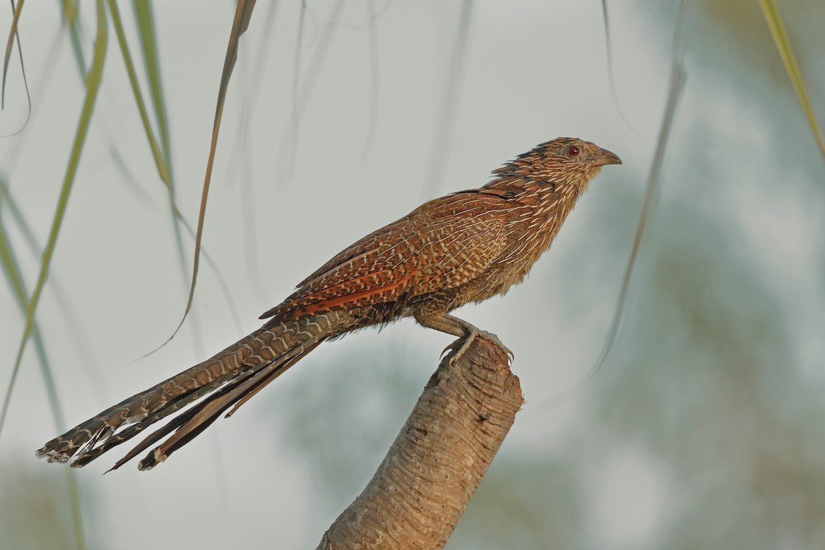 Pheasant Coucal - sheau torng lim