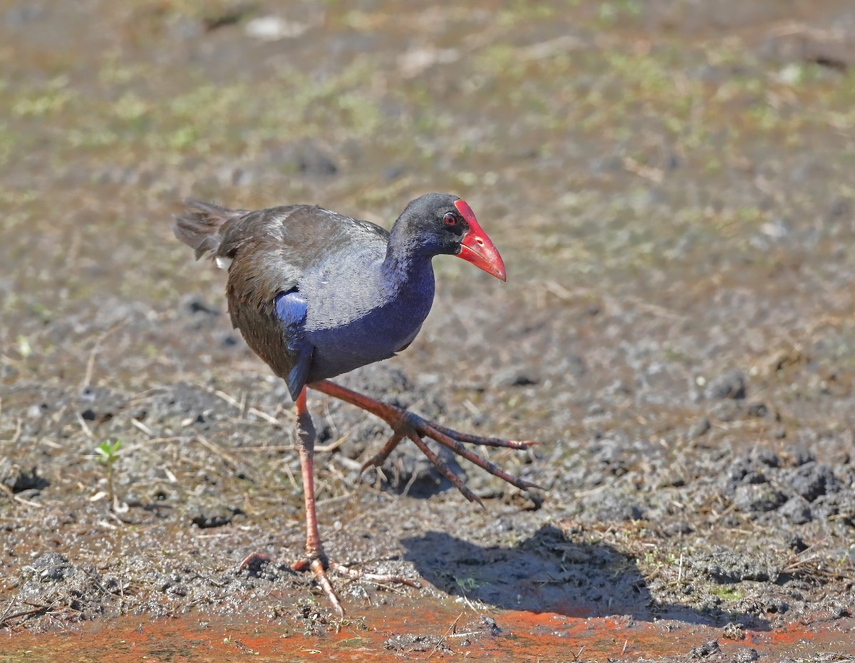 Australasian Swamphen - ML610282624