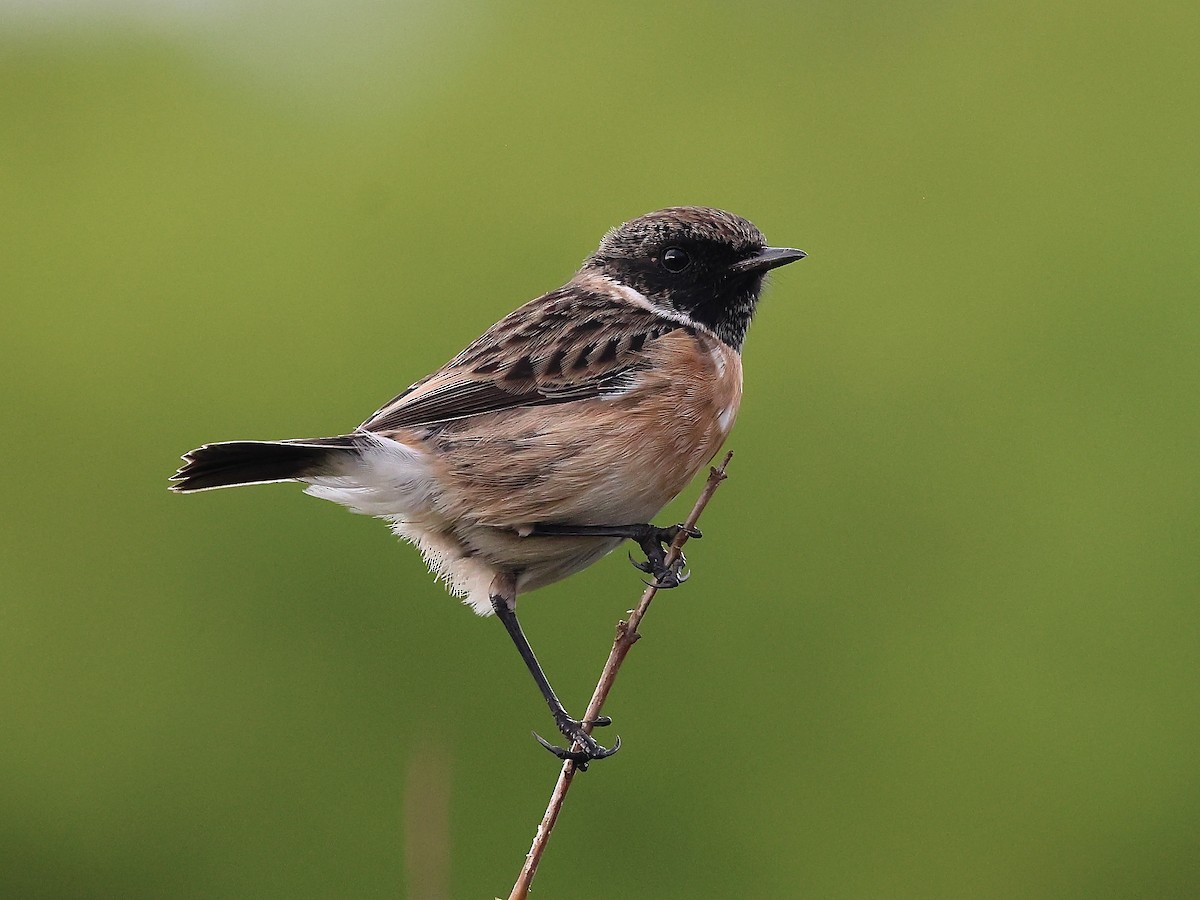 European Stonechat - ML610282625