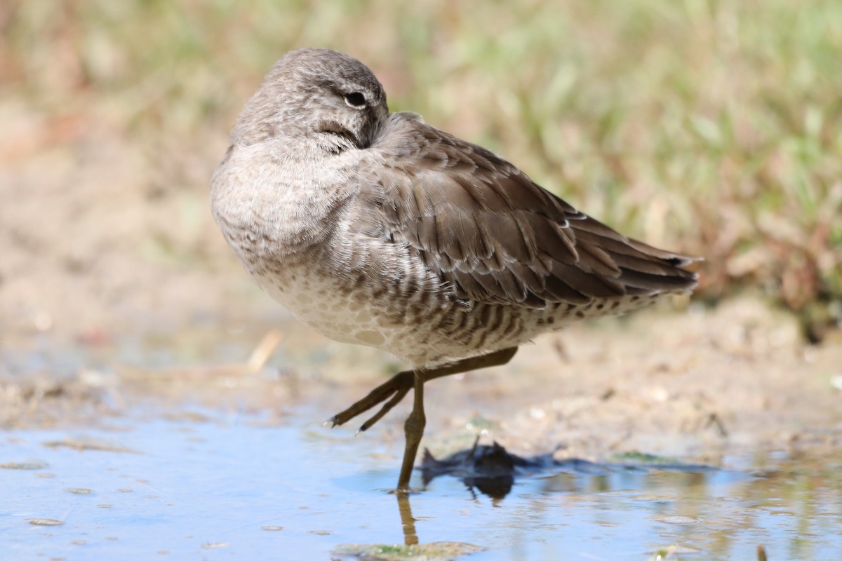 Long-billed Dowitcher - ML610282626