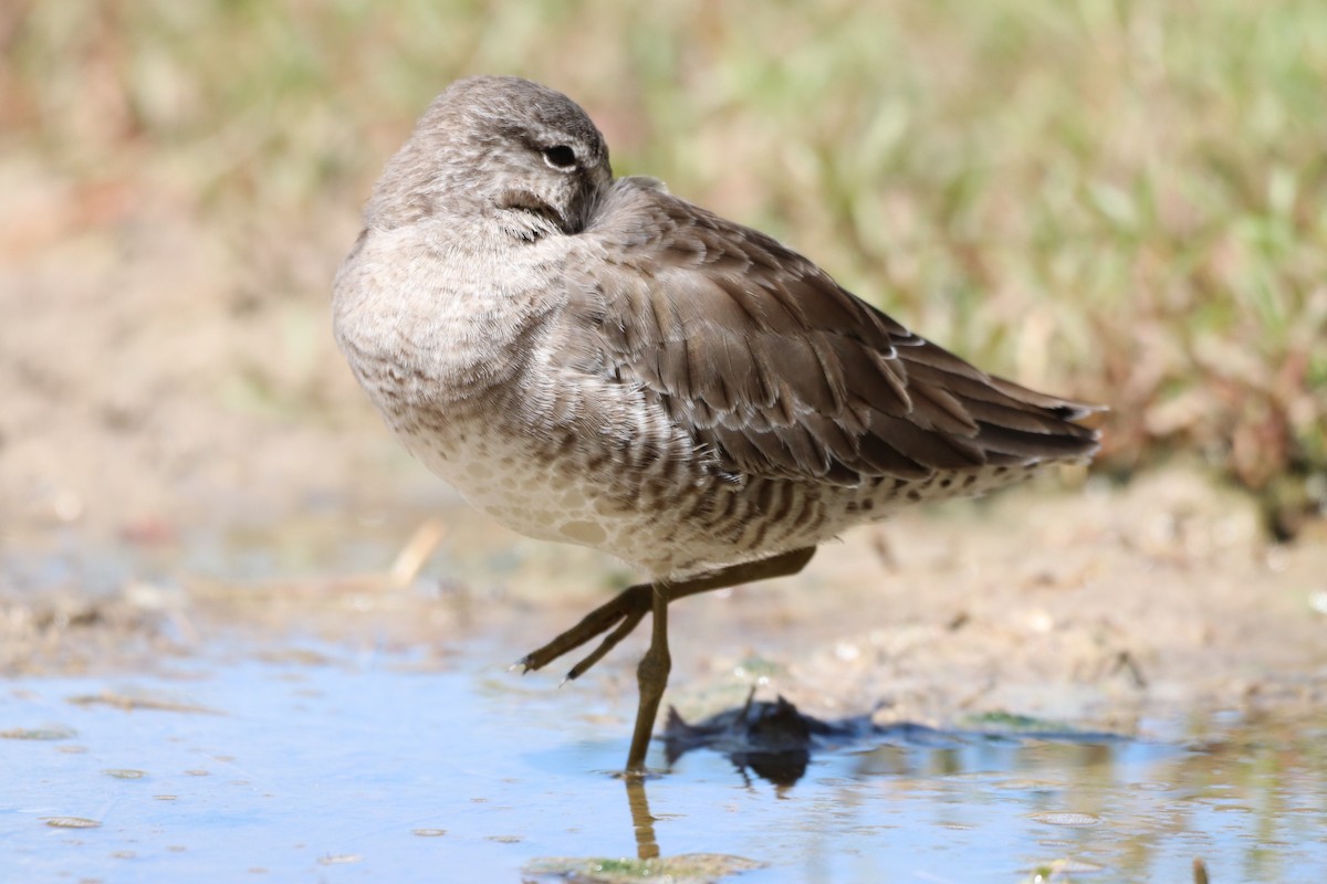 langnebbekkasinsnipe - ML610282626