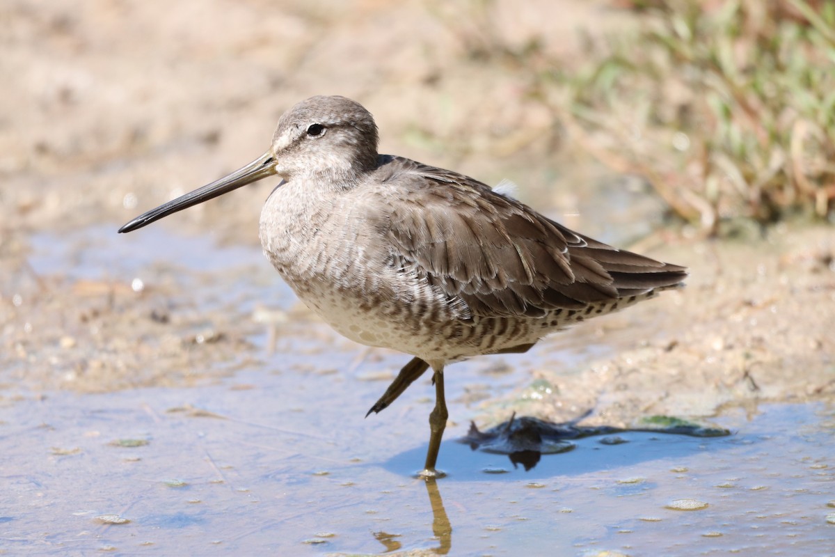 Long-billed Dowitcher - ML610282629