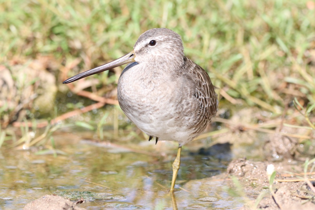 Long-billed Dowitcher - ML610282630