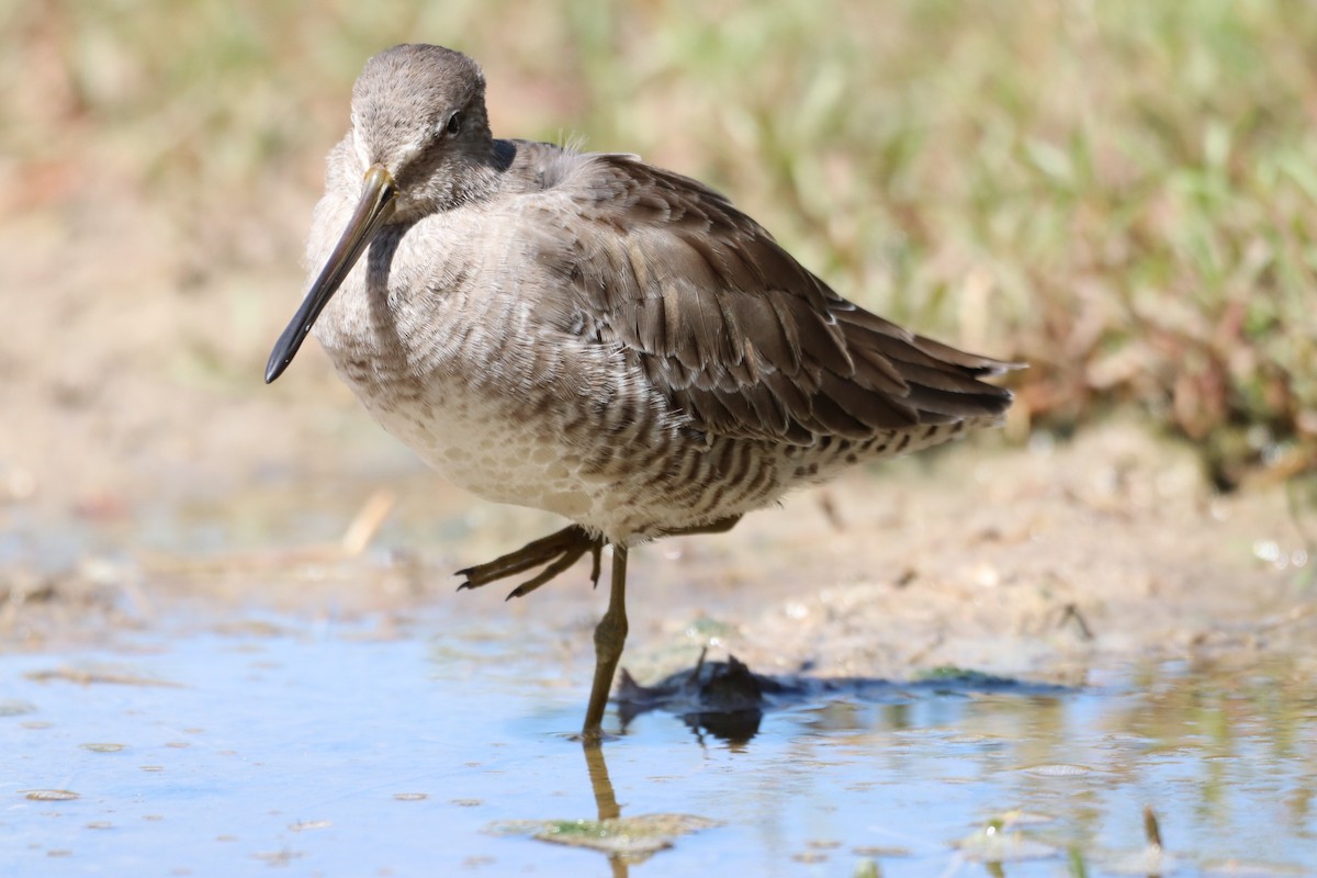 Long-billed Dowitcher - ML610282631