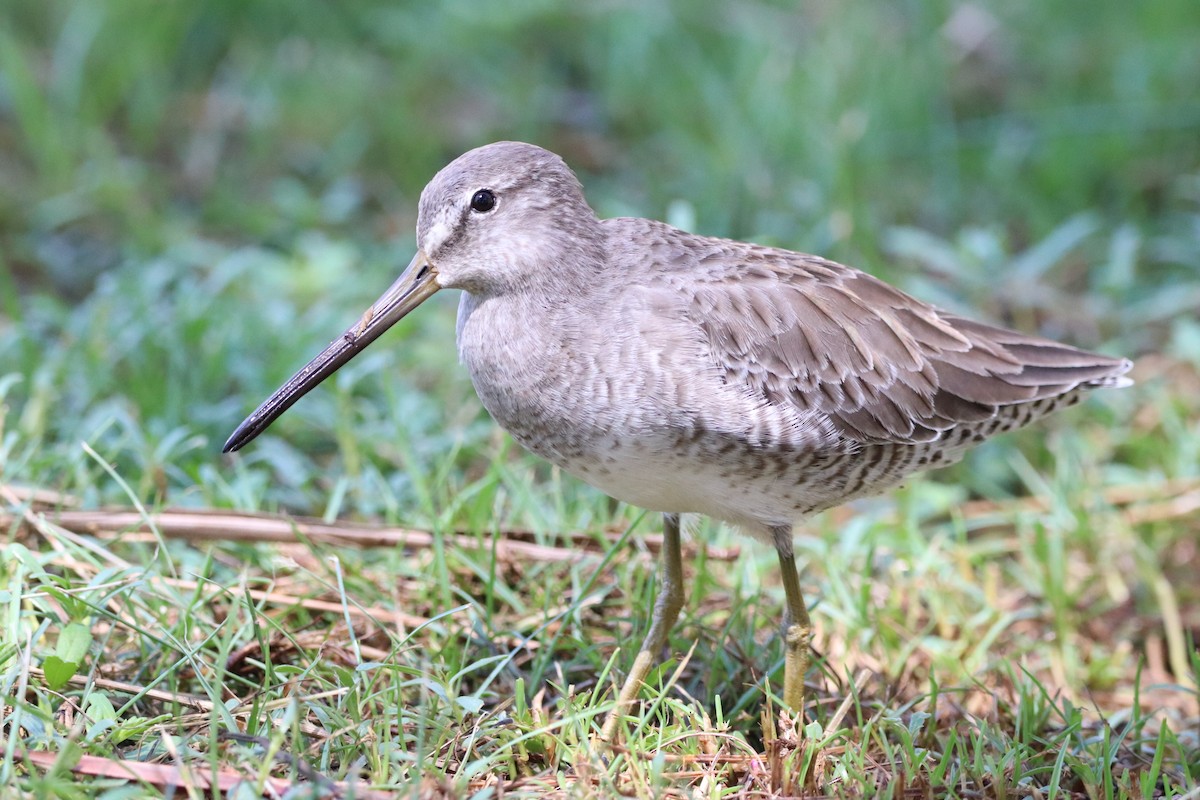 Long-billed Dowitcher - ML610282632