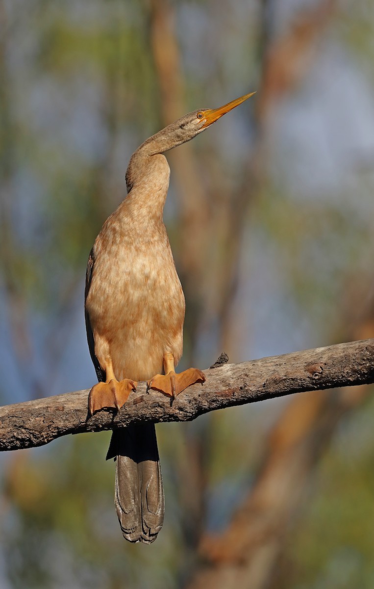 Austral-Schlangenhalsvogel - ML610282647