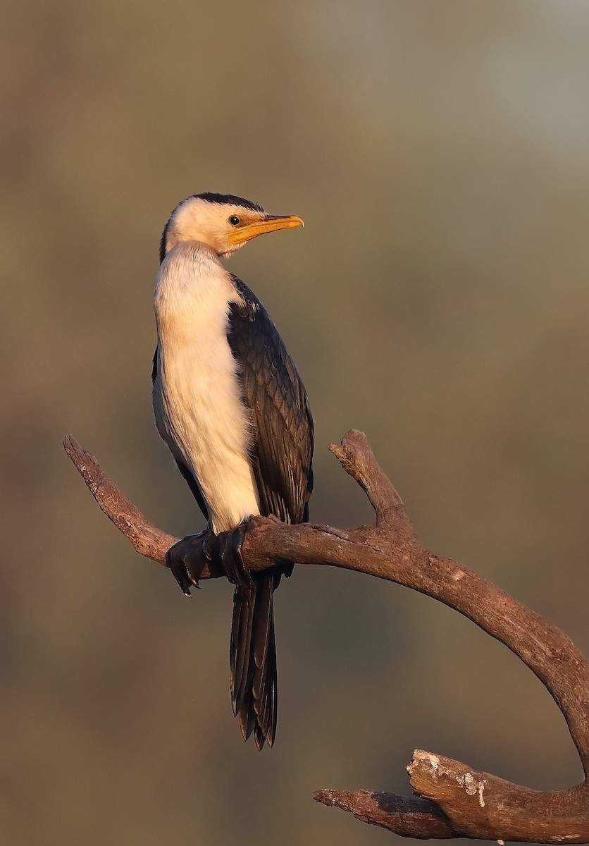 Little Pied Cormorant - ML610282648