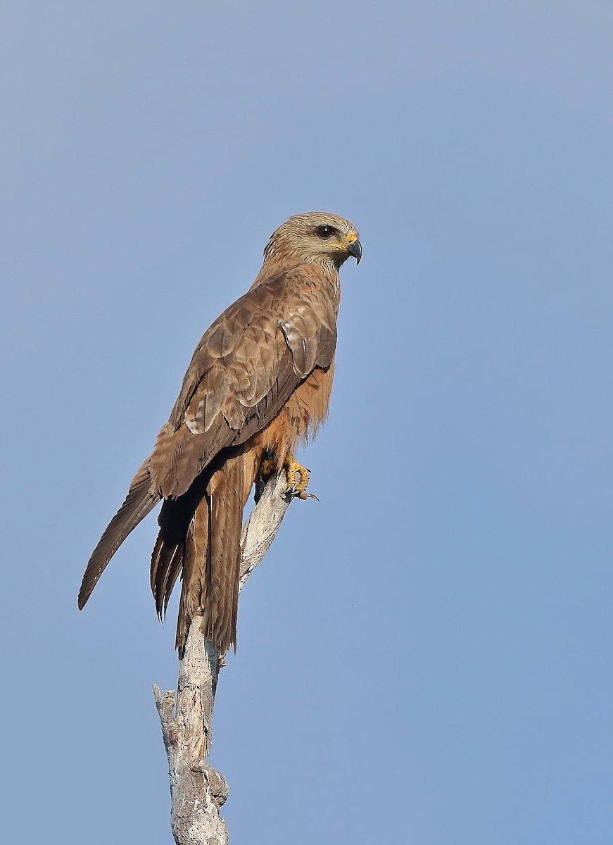 Black Kite - ML610282655