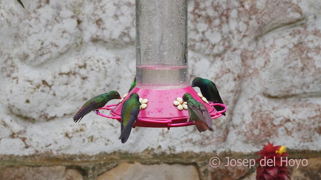 Rufous-tailed Hummingbird (Rufous-tailed) - ML610282656