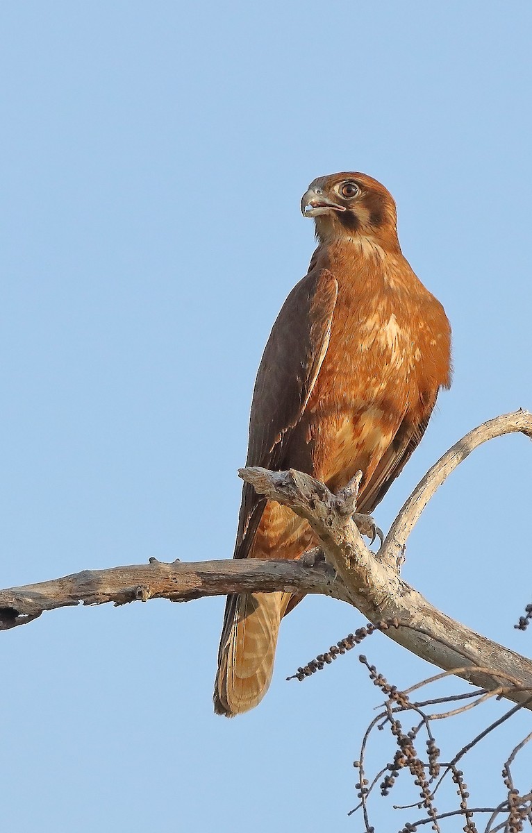 Brown Falcon - sheau torng lim
