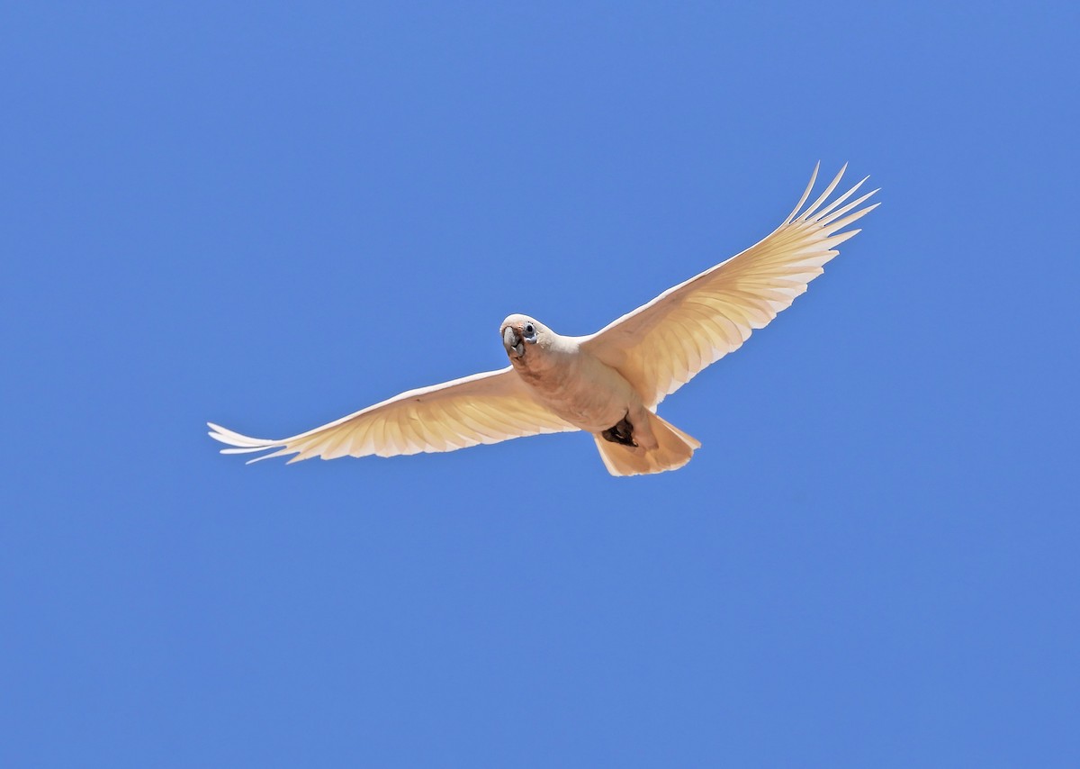 Little Corella - sheau torng lim