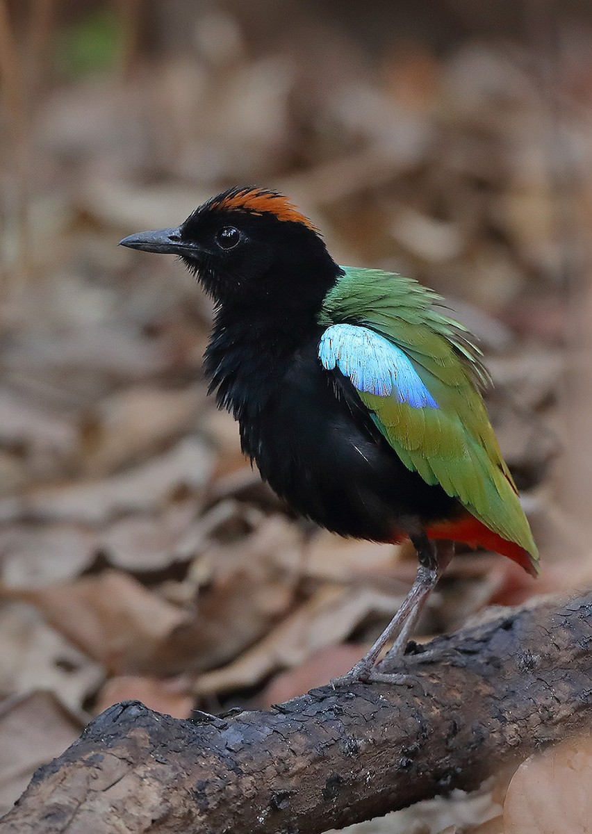 Rainbow Pitta - sheau torng lim