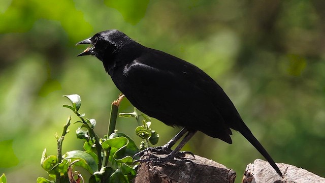 Scrub Blackbird - ML610282694