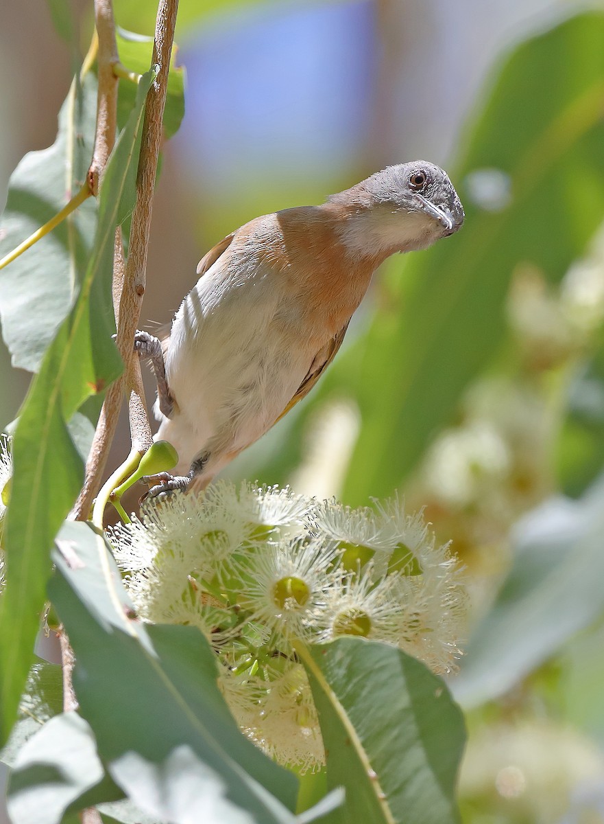 Rufous-banded Honeyeater - sheau torng lim