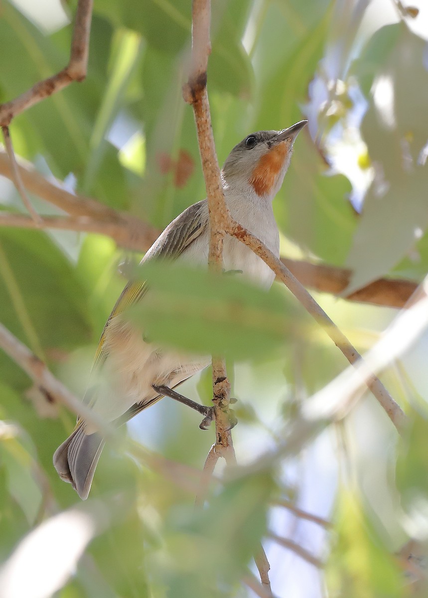 Rufous-throated Honeyeater - ML610282697