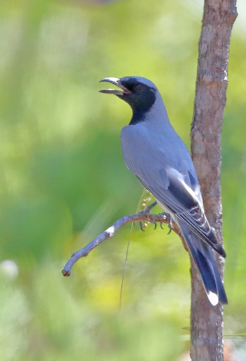 Black-faced Cuckooshrike - ML610282700