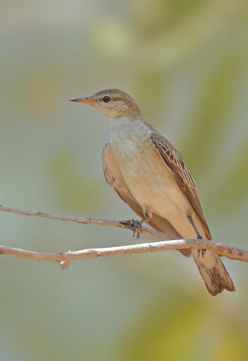White-winged Triller - sheau torng lim