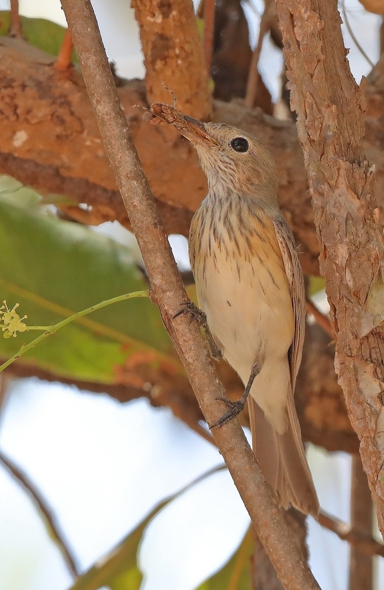 Rufous Whistler - sheau torng lim