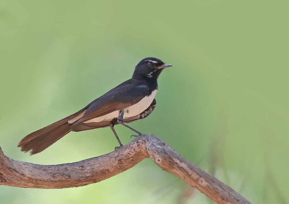 Willie-wagtail - sheau torng lim