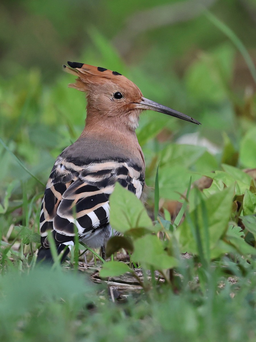 Eurasian Hoopoe - ML610282720