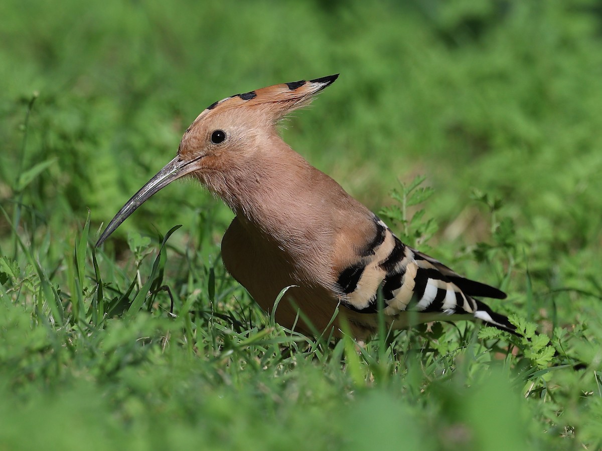 Eurasian Hoopoe - ML610282722