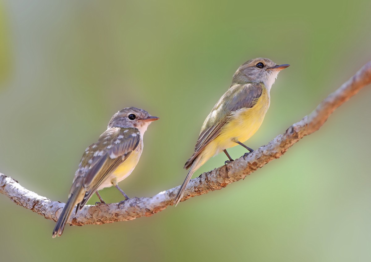 Lemon-bellied Flyrobin - sheau torng lim