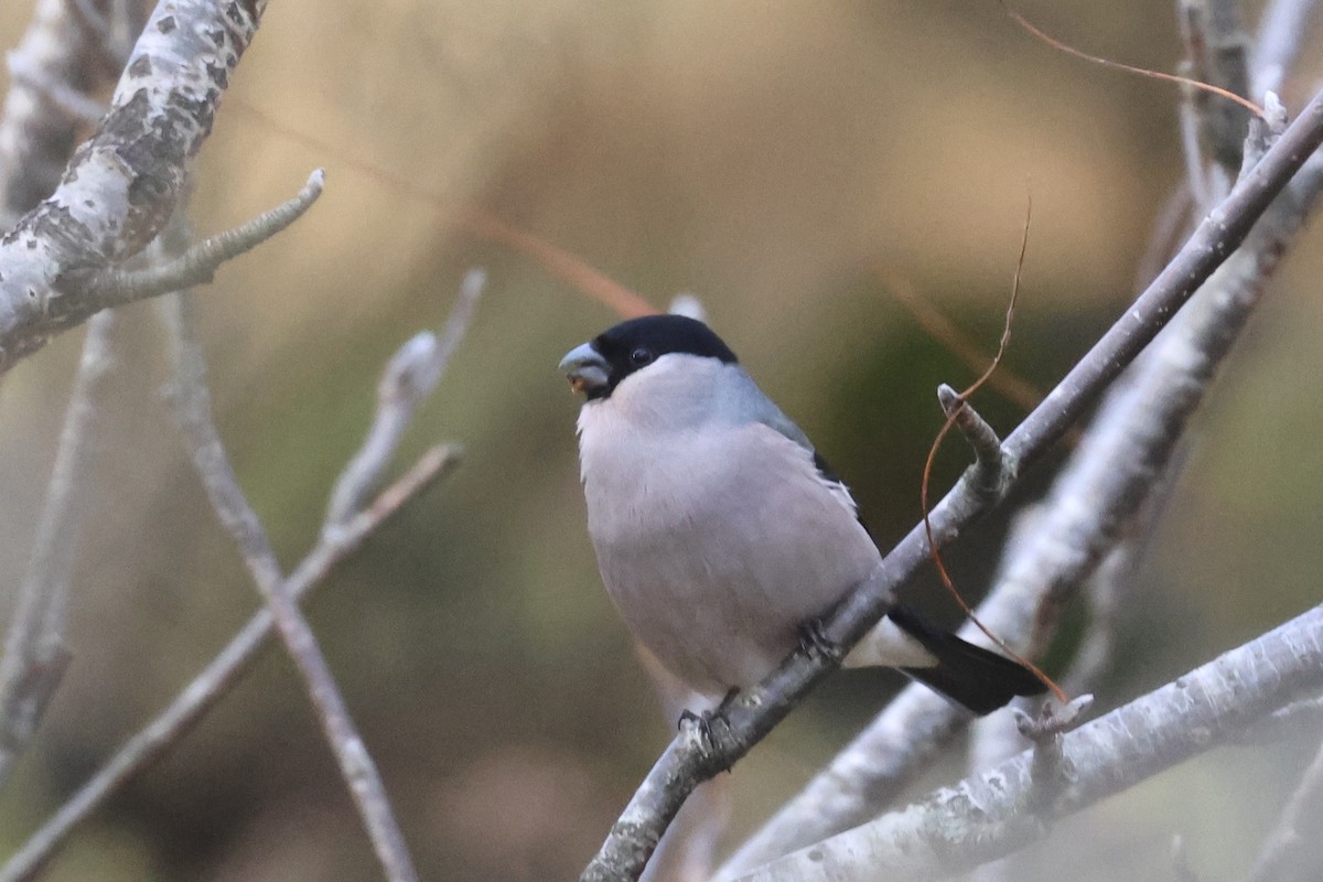 Eurasian Bullfinch - ML610282728