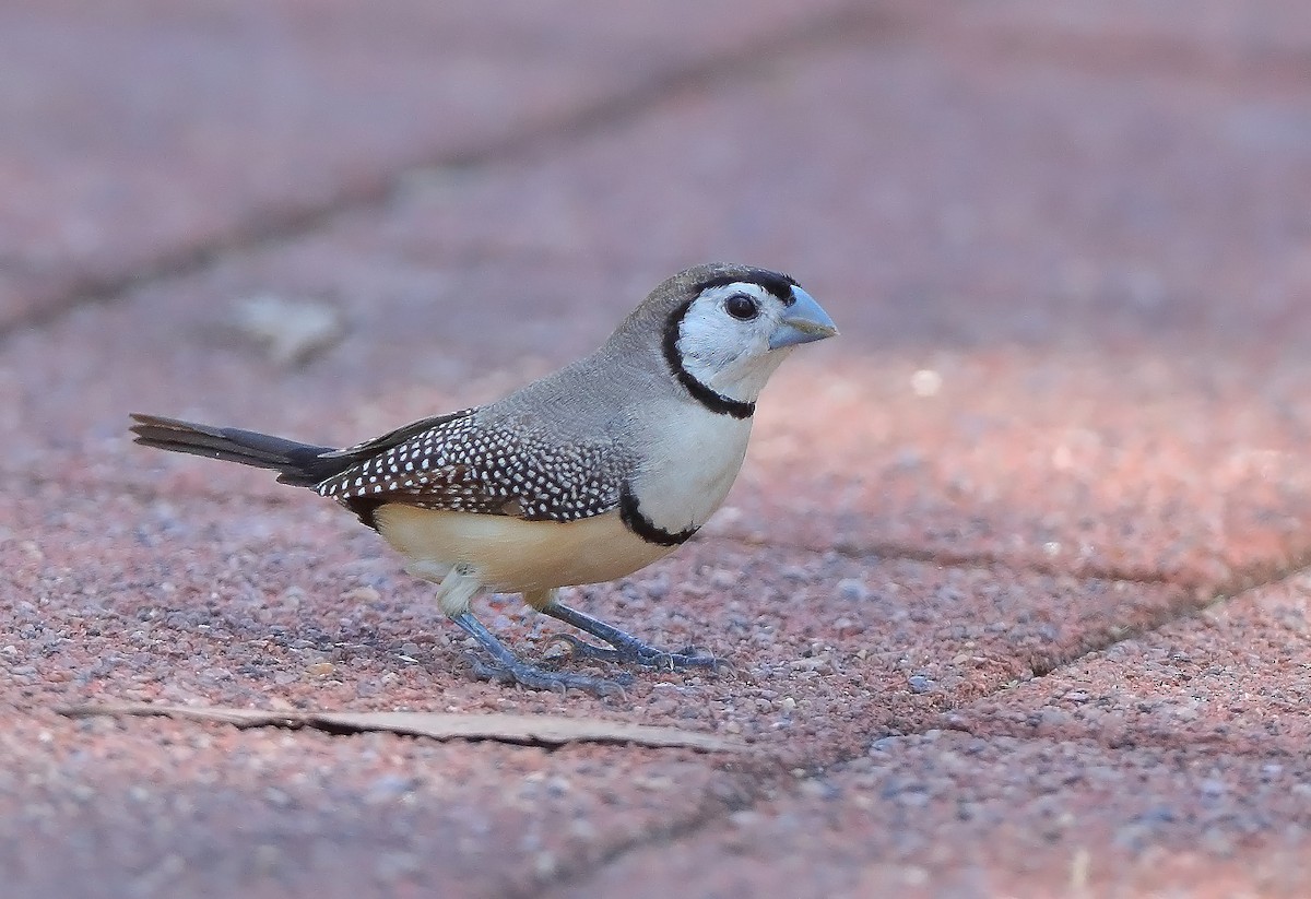 Double-barred Finch - sheau torng lim