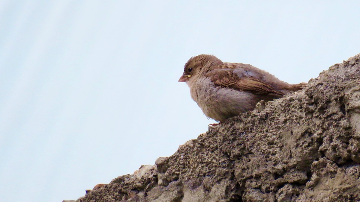 House Sparrow - Noah Isakov