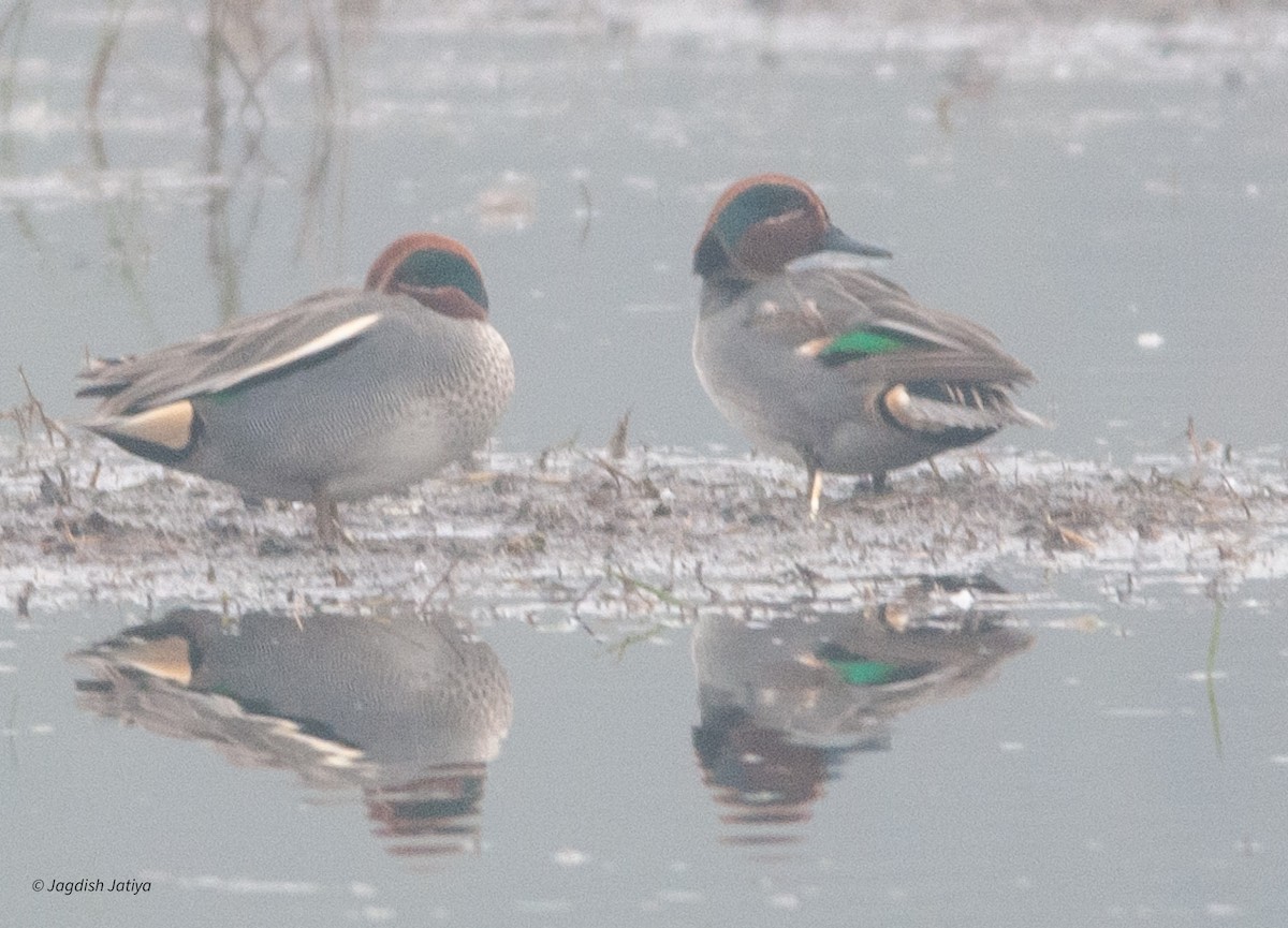 Green-winged Teal - ML610282795