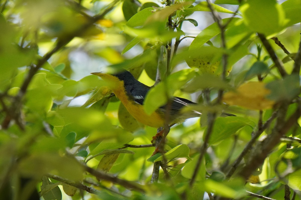 ildparula - ML610282799