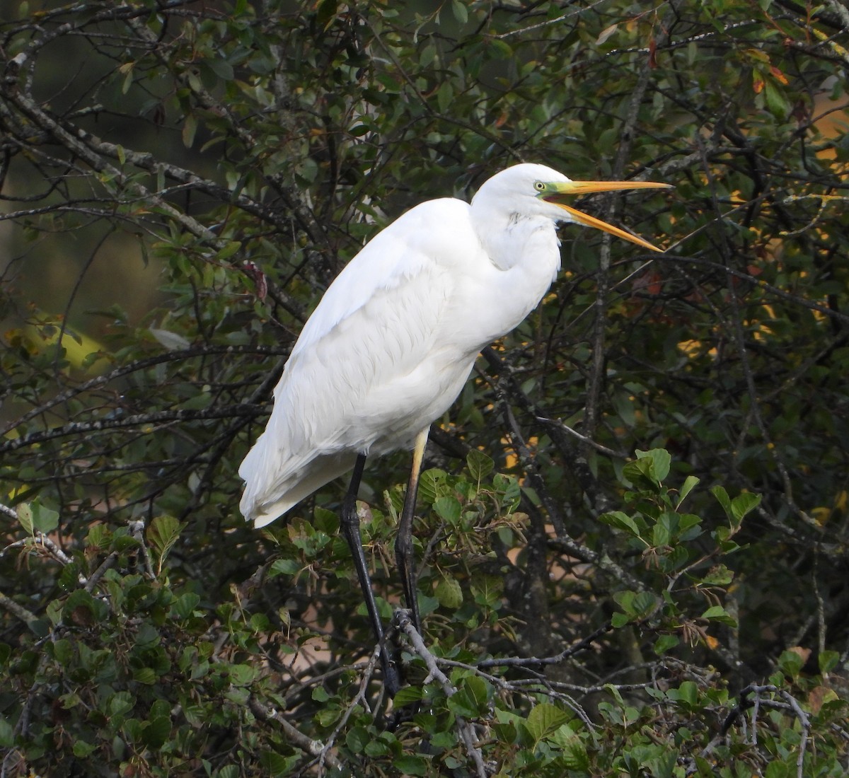 Great Egret - ML610282859