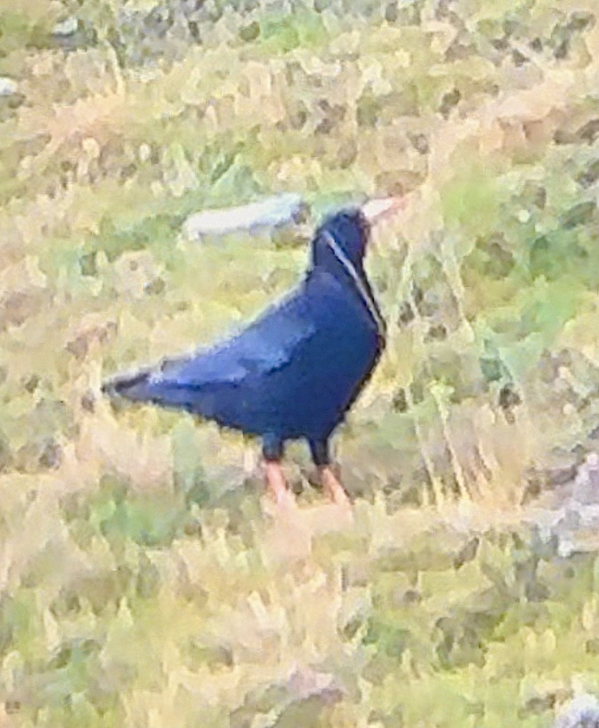 Red-billed Chough - ML610282900