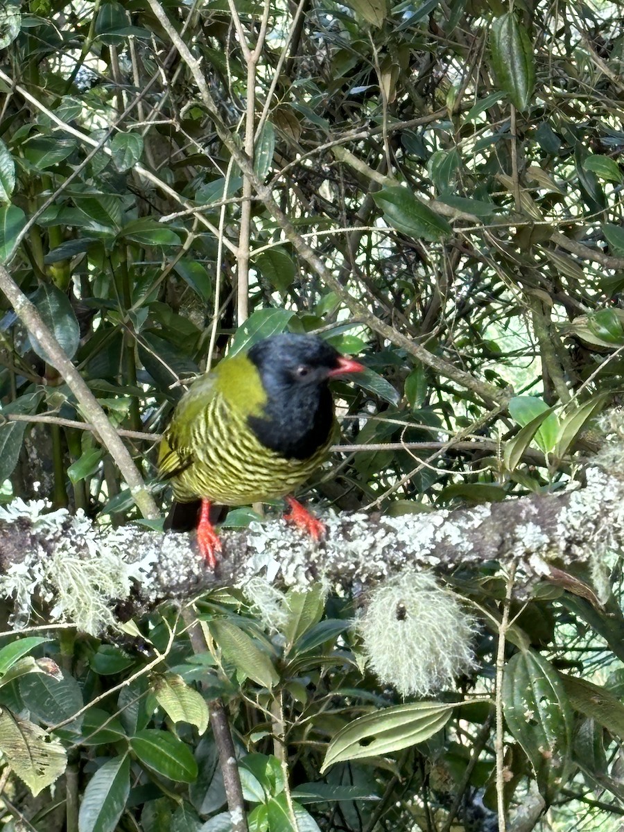 Barred Fruiteater - ML610282915