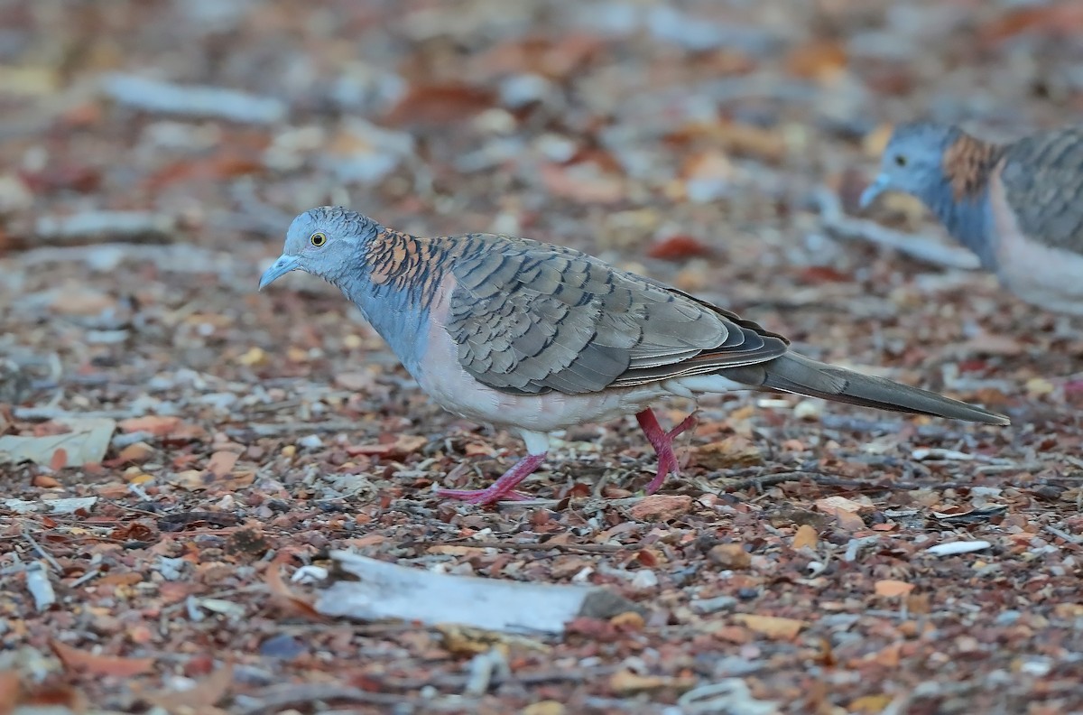 Bar-shouldered Dove - sheau torng lim