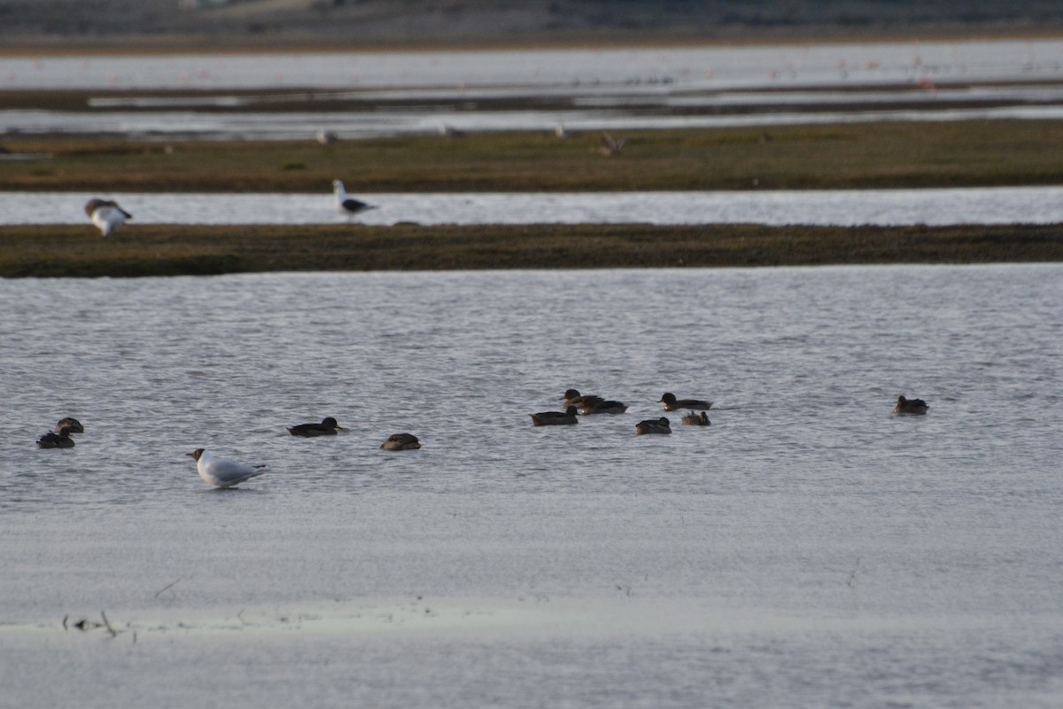 Yellow-billed Teal - ML610282981