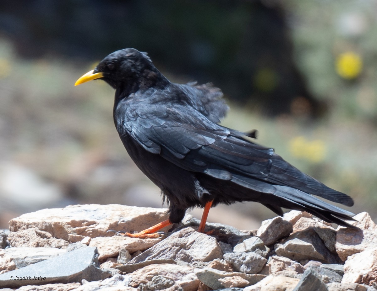 Yellow-billed Chough - ML610282990