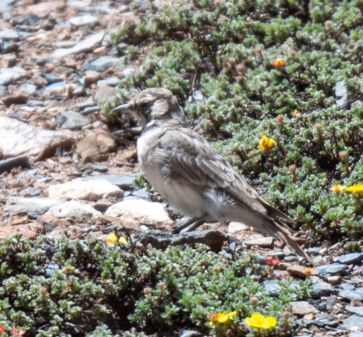 Horned Lark - ML610282992