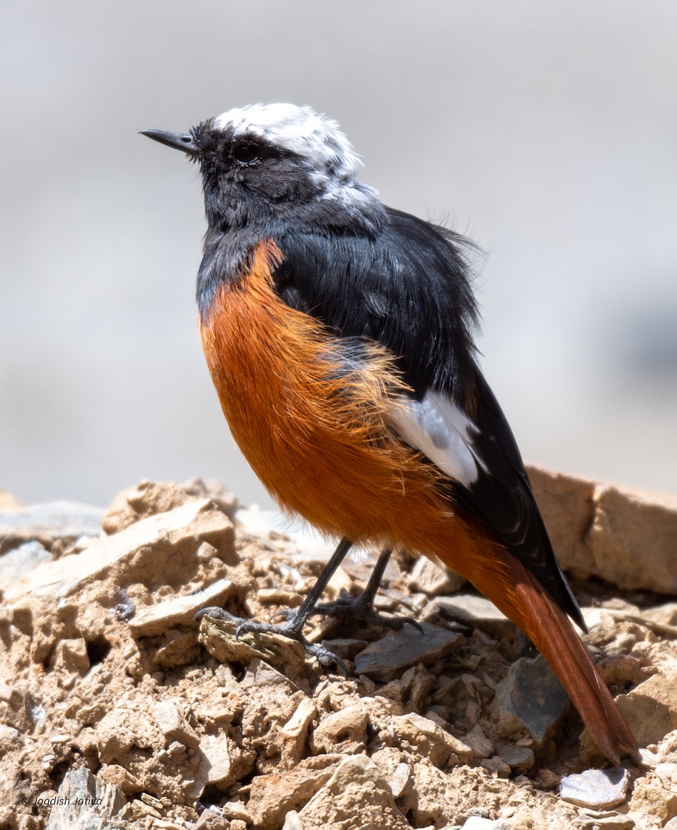 White-winged Redstart - ML610283006